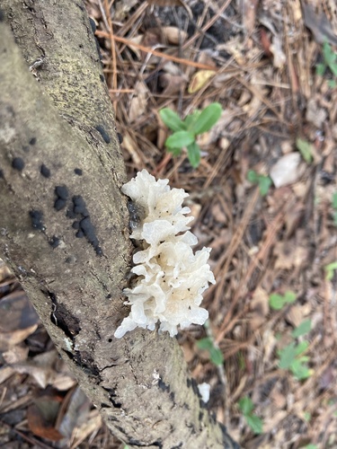 snow fungus
