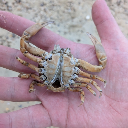 Persephona observed 2026-10-03