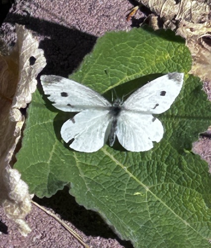 Small White
