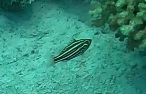 Grammistes sexlineatus observed 2026-09-30