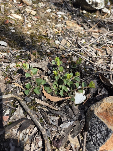 Podolobium procumbens observed 2026-10-04