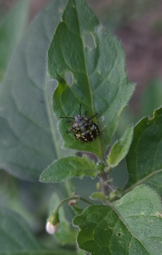 Southern Green Stink Bug