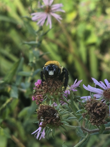 Eastern Carpenter Bee