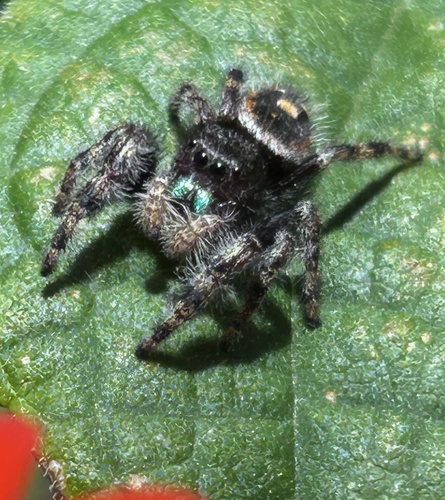 Bold Jumping Spider