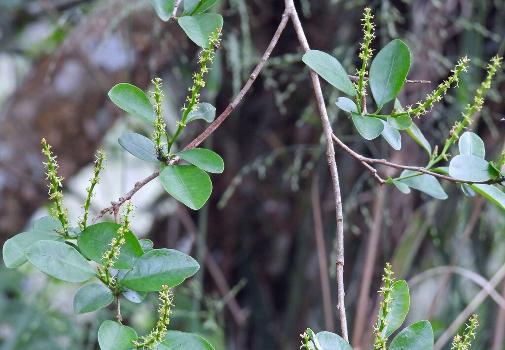 Sebastiania ramosissima; photograph Hugo Hulsberg, CC0, iNaturalist via GBIF