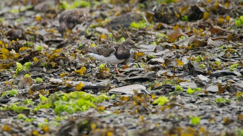 Ruddy Turnstone