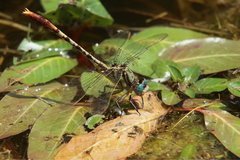 Arigomphus lentulus