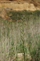 Lolium rigidum