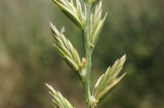 Lolium rigidum