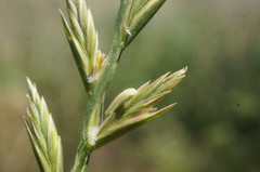 Lolium rigidum