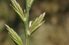 Lolium rigidum