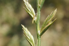 Lolium rigidum
