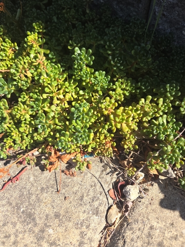 Oregon Stonecrop