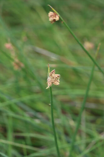 Schoenoplectus americanus observed 2026-09-30
