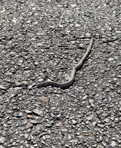 DeKay's Brownsnake