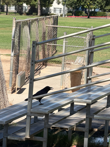Common Raven
