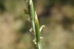 Lolium rigidum