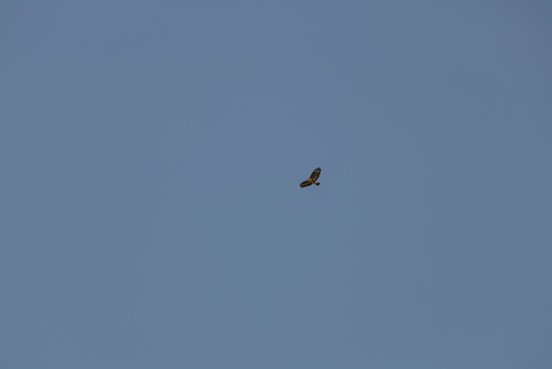 Common Buzzard