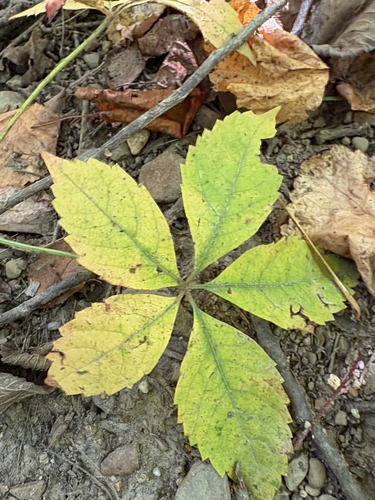 Virginia creeper