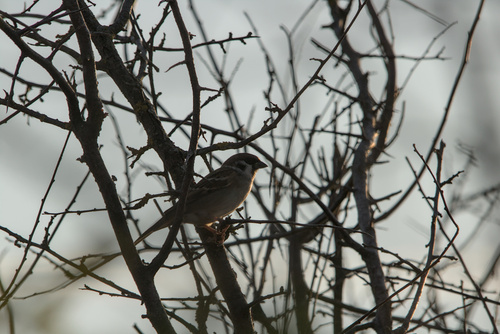 Eurasian Tree Sparrow