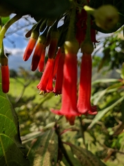 Iochroma fuchsioides