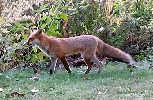 Red Fox