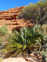 Macrozamia macdonnellii