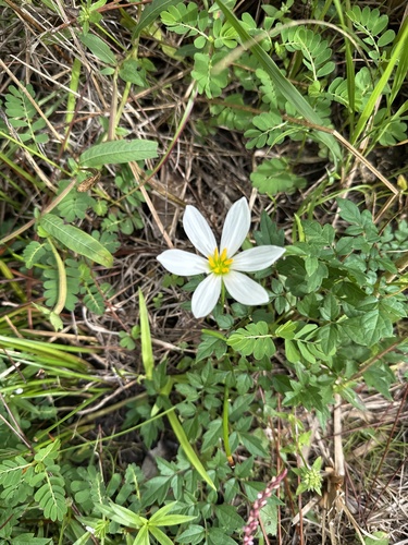 White rain-lily