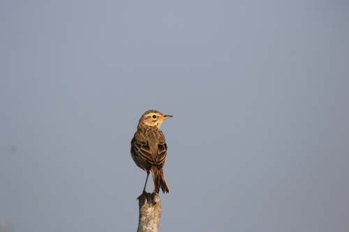 iNaturalist image