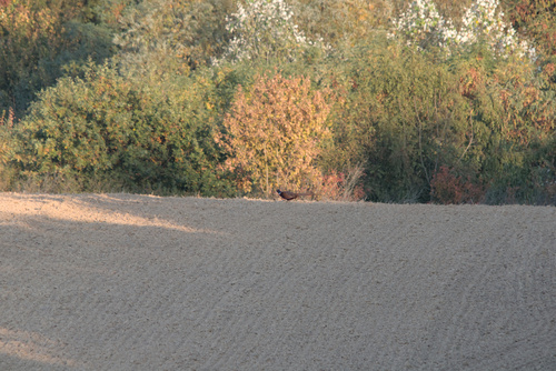 Ring-necked Pheasant