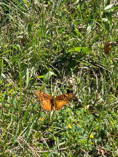 Variegated Fritillary