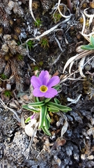 Primula angustifolia