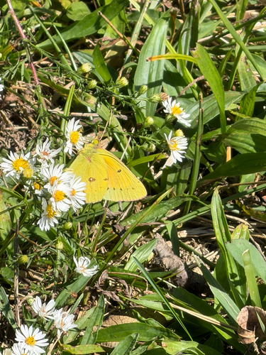 Orange Sulphur