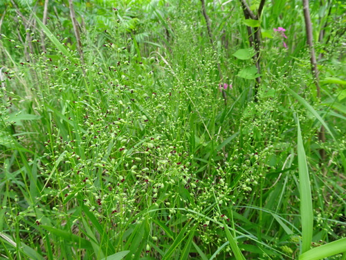 Image of Leiberg's Rosette Grass (Dichanthelium leibergii) by (c) Thomas Koffel, some rights reserved (CC BY)