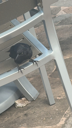 Greater Antillean Grackle