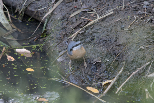 Eurasian Nuthatch