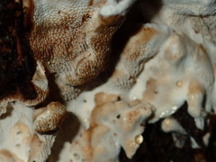 Datronia brunneoleuca