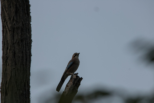 Eurasian Jay