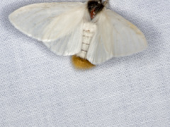 Trichiocercus sparshalli