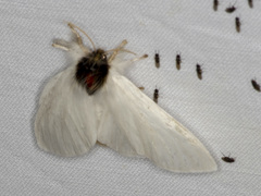 Trichiocercus sparshalli