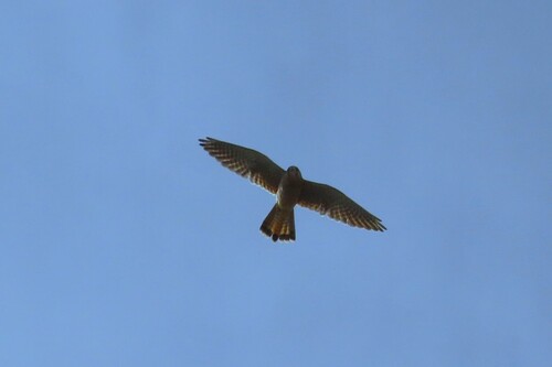 Eurasian Kestrel