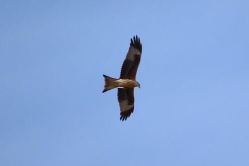 Red Kite