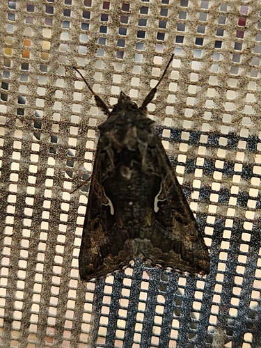 Alfalfa Looper