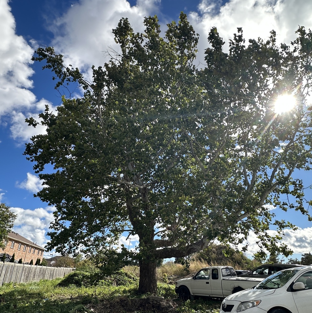 A spreading sycamore with its whole crown still green, standing over a rough lot with parked trucks.