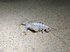 Macrobaenetes algodonensis