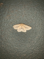 Cinommata bistrigata