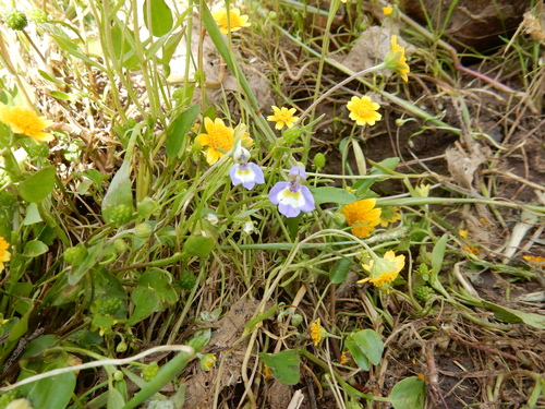 iNaturalist observation photo of Downingia bicornuta picta