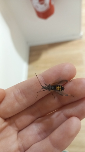 Western Conifer Seed Bug