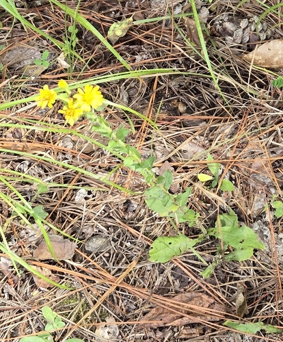 Maryland golden-aster