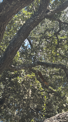 Eastern Fox Squirrel